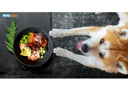 Reasons to Avoid a Home-Cooked Diet for your Pet